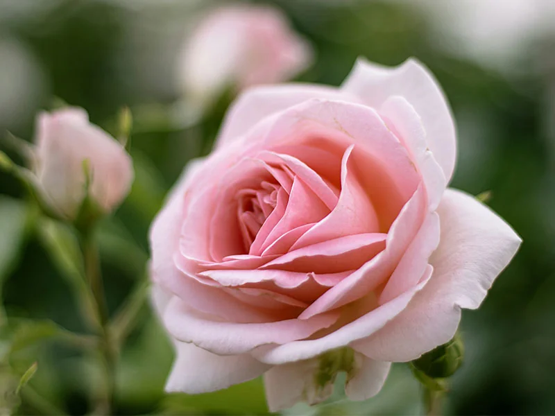 Rose Flower Wax details