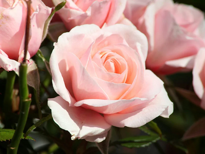 Rose Flower Wax texture and packaging