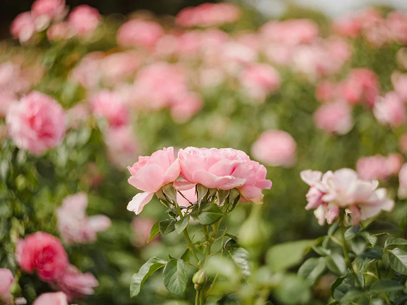 Rose Flower Wax bulk packing