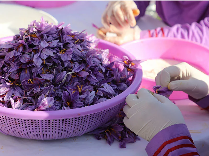 Saffron Oil detail