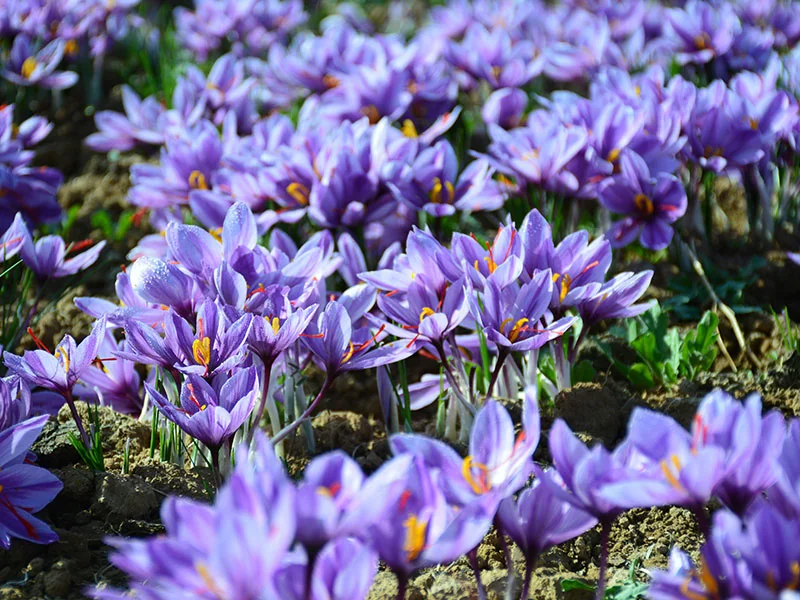Saffron Oil detail 3