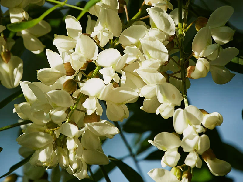 Sophora Flower Oil detail