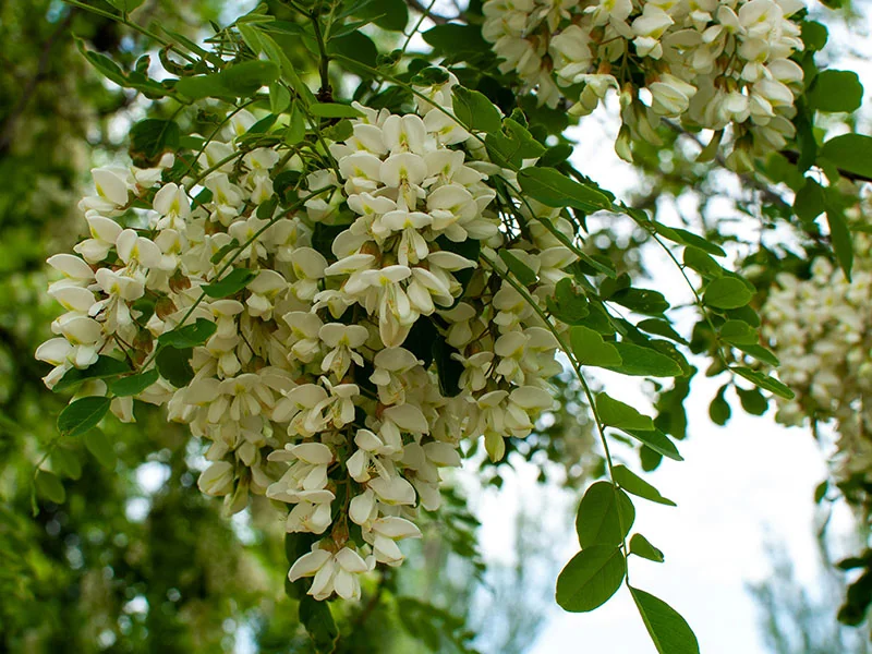 Sophora Flower Oil detail 3