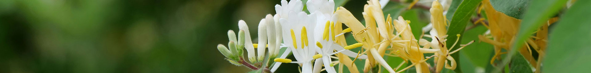 Page Header