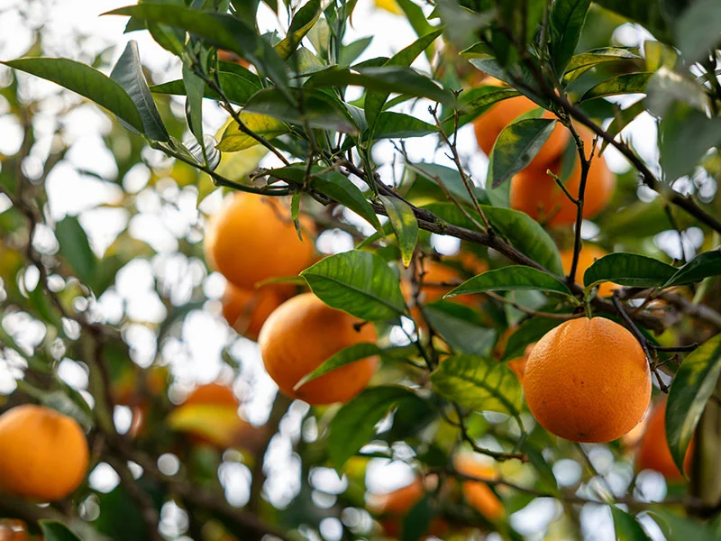 Sweet Orange Oil detail 2