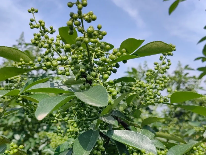 Szechuan Pepper Essential Oil