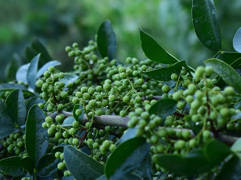 Szechuan Pepper Essential Oil detail 3