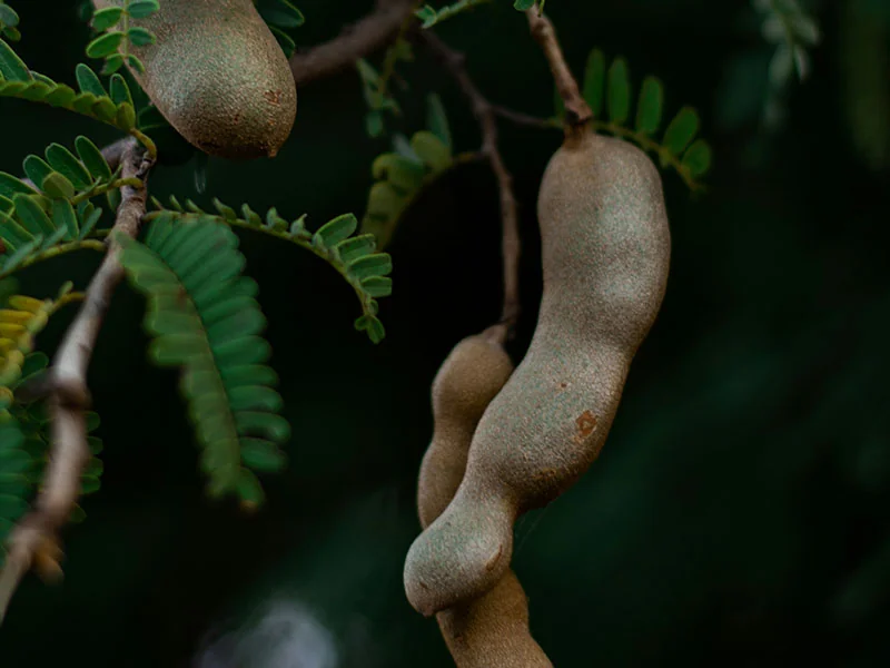 Tamarind Concrete detail 2