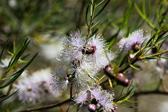 How Do You Verify the Terpinen-4-ol Content of Tea Tree Oil? Controlling the ≥40% Standard and Batch Variation?