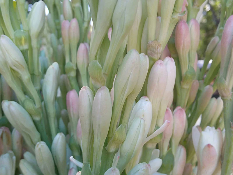 Tuberose Flower Oil detail 2