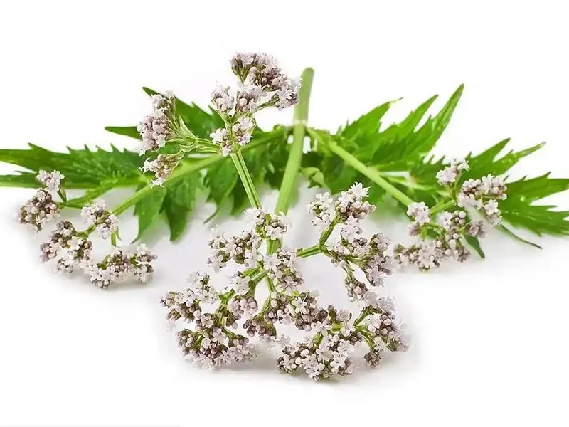 Valerian Root Oil detail