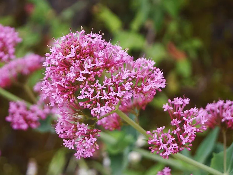 Valerian Oil detail 2