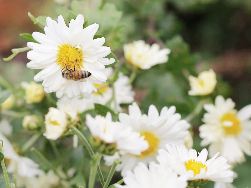 White Chrysanthemum Absolute packaging & container
