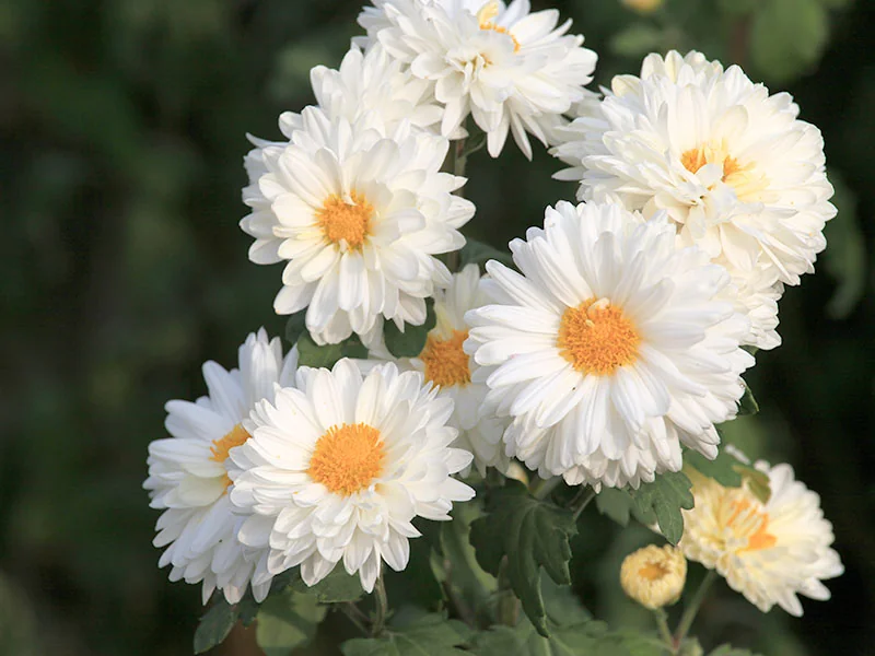 Hangzhou White Chrysanthemum Oil detail