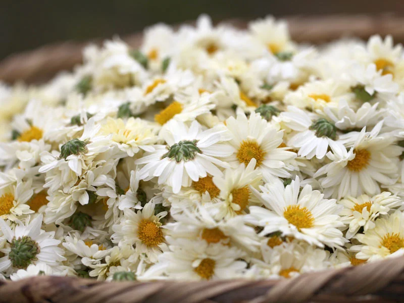 White Chrysanthemum Oil detail 2
