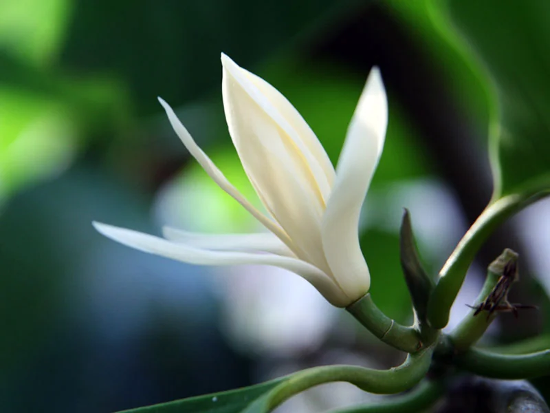 White Michelia Flower Absolute packaging & container