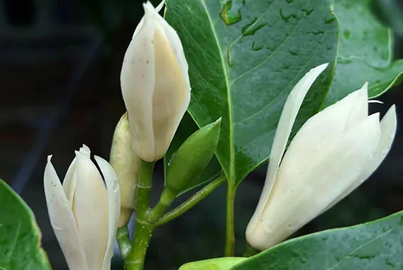 What Are the Key Ingredient Specifications of White Michelia Oil, and How Does Linalool Content Affect Formula Selection?