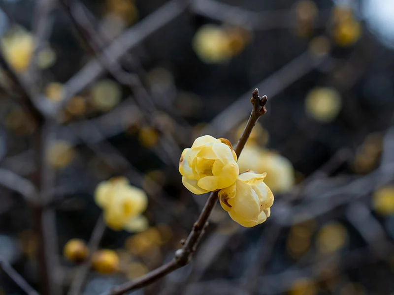 Wintersweet Essential Oil detail