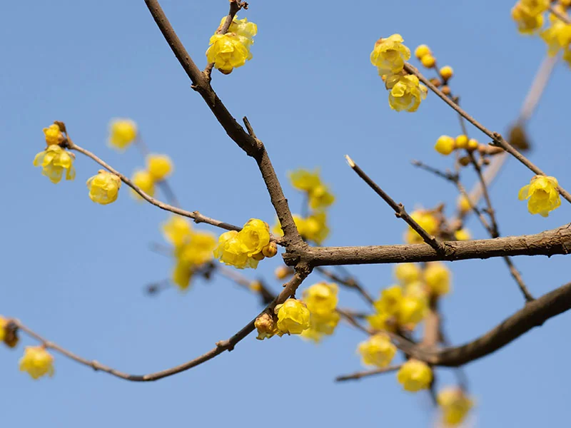 Wintersweet Essential Oil detail 2