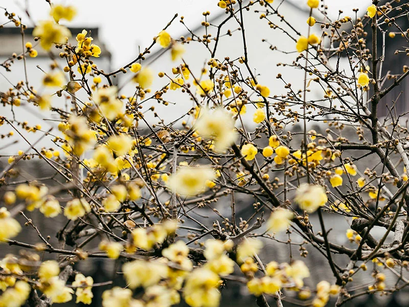 Wintersweet Essential Oil detail 3