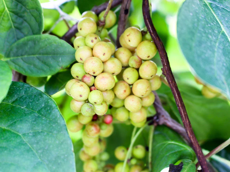 Wuweizi(Schisandra chinensis) Essential Oil