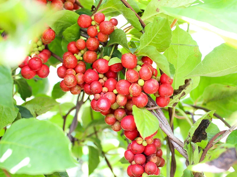 Wuweizi(Schisandra chinensis) Essential Oil detail 3