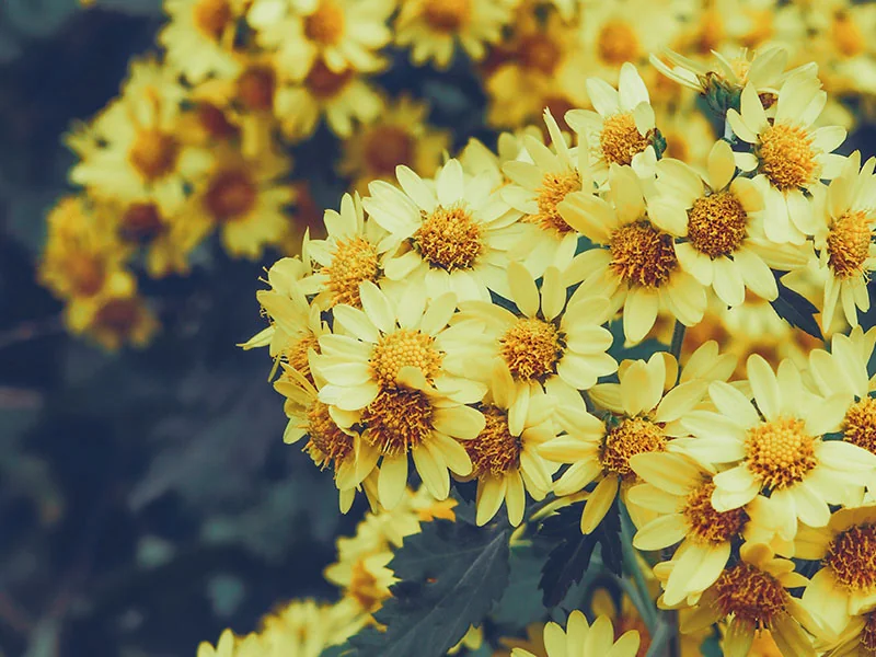 Yellow Chrysanthemum Absolute specification detail