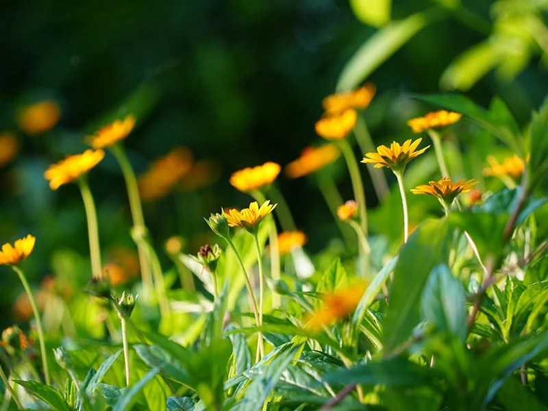 Yellow Chrysanthemum Absolute COA & documentation