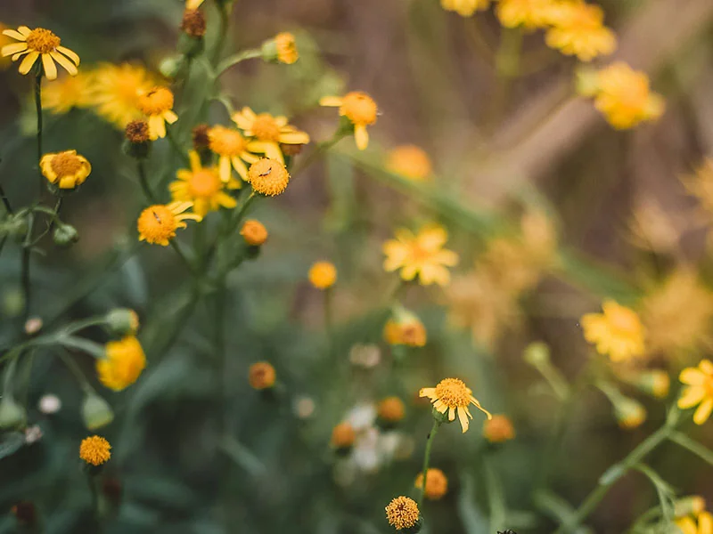 Yellow Chrysanthemum Concrete detail