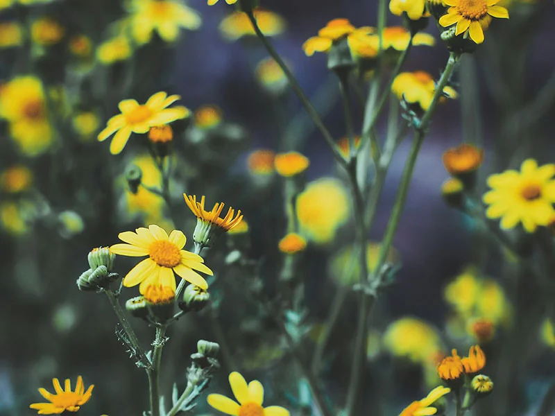 Yellow Chrysanthemum Concrete detail 2
