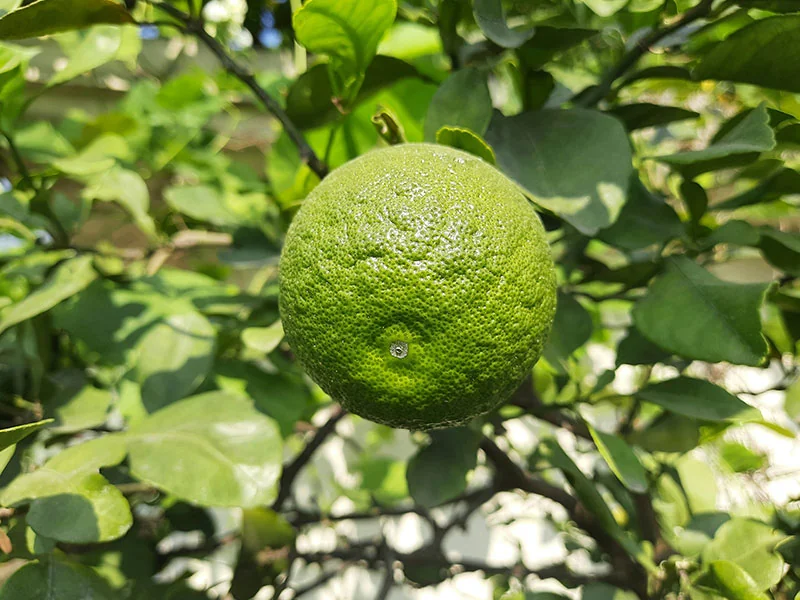 Yuzu Oil detail 2