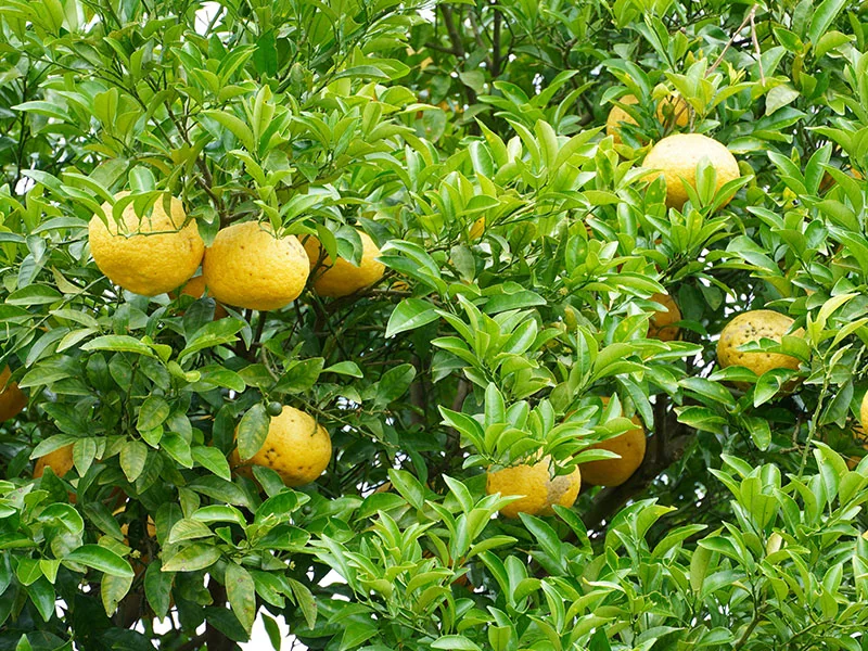 Yuzu Oil detail 3