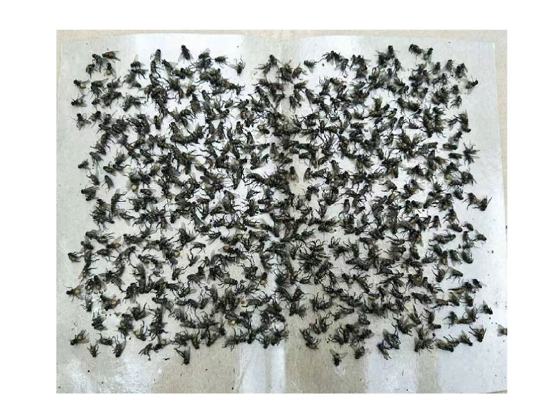 2A 3A Fly Glue Trap