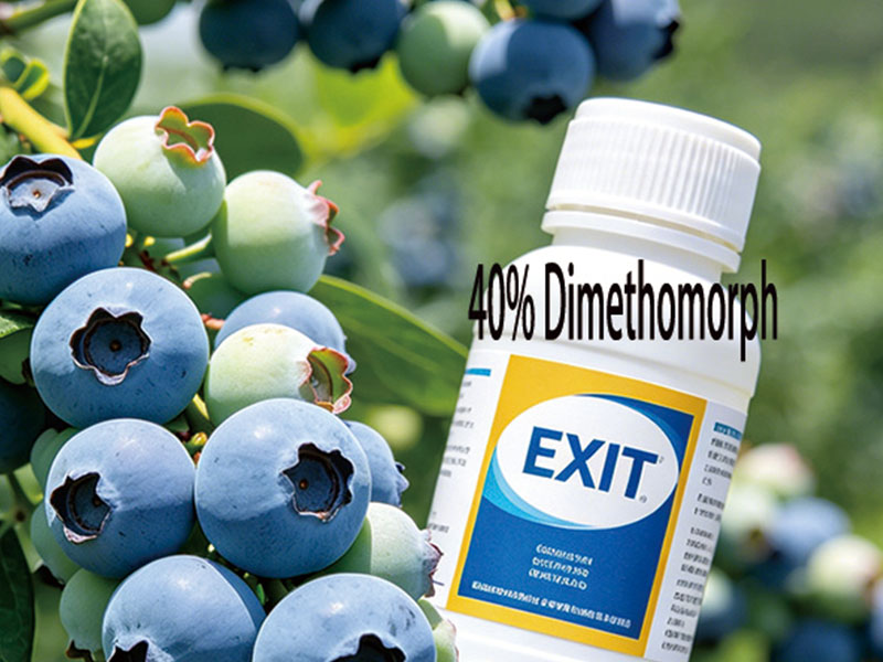40% Dimethomorph Emulsifiable Concentrate (EC)