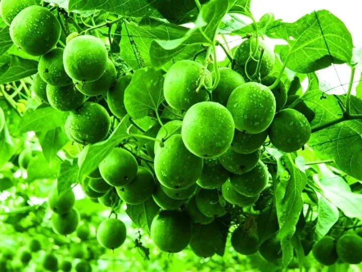 Monk fruit from Guilin — home to over 95% of the world's monk fruit